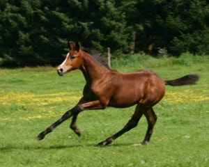 caramel in galop